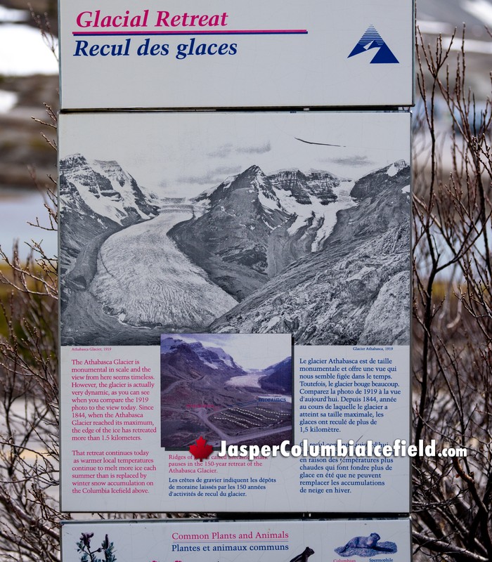 Columbia Icefield Glacial Retreat