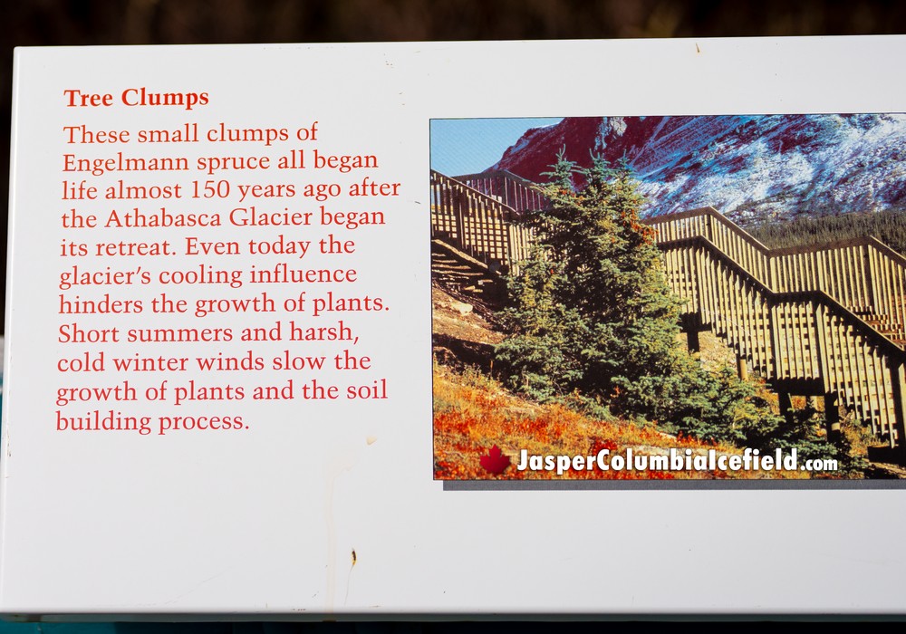 Columbia Icefield Tree Clumps